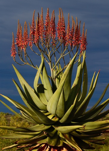 Aloe littoralis