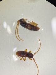 Microlamia pygmaea