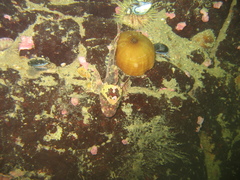 Myoxocephalus