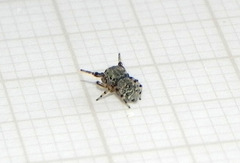 Tacuna delecta