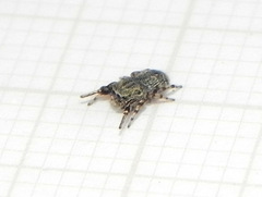 Tacuna delecta