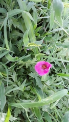 Modiolastrum gilliesii