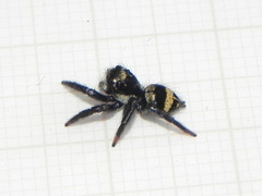 Corythalia argentinensis