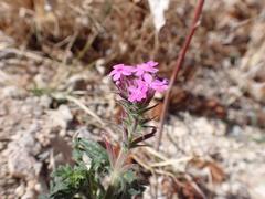 Glandularia latilobata