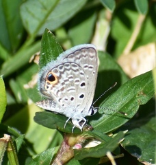 Hemiargus ceraunus filenus