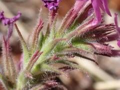Glandularia latilobata