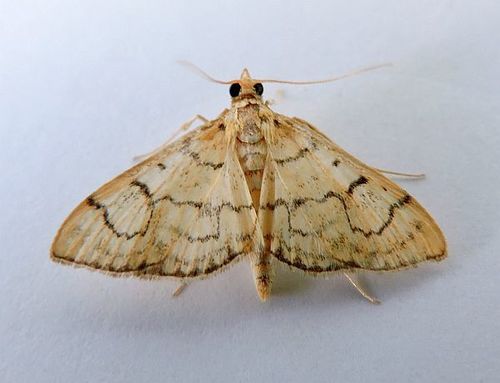 Anania labeculalis photo 2