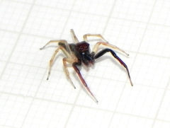 Noegus comatulus