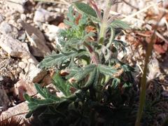 Glandularia latilobata