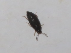 Proteinus brachypterus