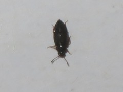 Proteinus brachypterus