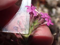 Glandularia latilobata