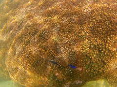 Stegastes acapulcoensis