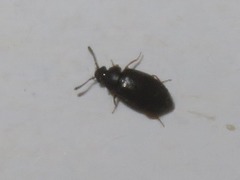 Proteinus brachypterus