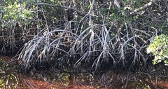 Image of Rhizophora mangle