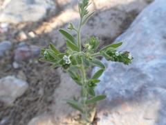 Lappula occidentalis occidentalis