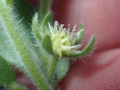 Lappula occidentalis occidentalis