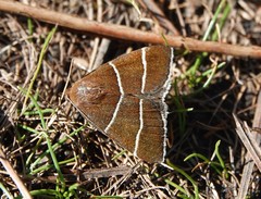 Argyrostrotis quadrifilaris