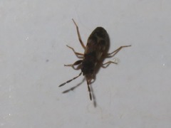 Scolopostethus thomsoni
