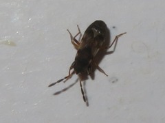 Scolopostethus thomsoni