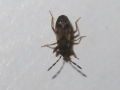 Scolopostethus thomsoni