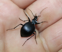 Scaphinotus punctatus