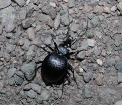 Scaphinotus punctatus