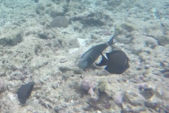 Acanthurus maculiceps