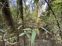Verbesina virgata