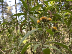 Verbesina virgata