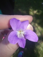 Viola nephrophylla