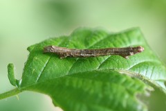 Ectropis crepuscularia