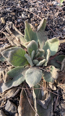 Verbascum thapsus