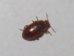 Coccidula rufa