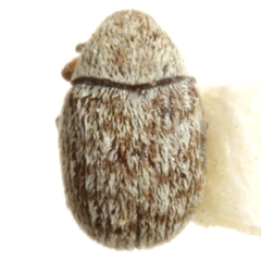 Trigonorhinus tomentosus
