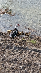 Cairina moschata domestica