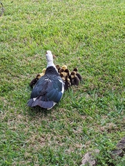 Cairina moschata domestica