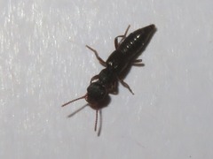 Rugilus rufipes