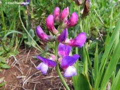 Lathyrus magellanicus