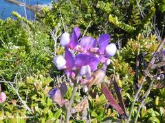 Lathyrus magellanicus