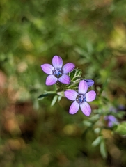 Gilia clivorum