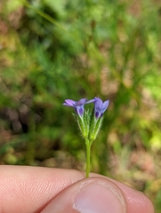 Gilia clivorum