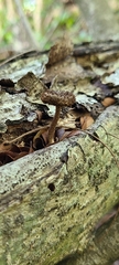 Lentinus berteroi
