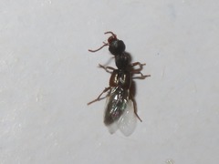 Rugilus rufipes