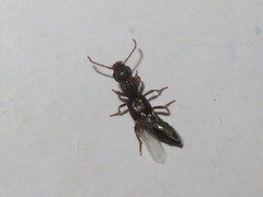 Rugilus rufipes