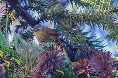 Cranioleuca obsoleta