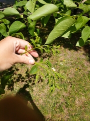 Myricaceae