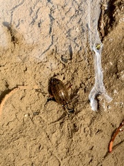 Image of Rhantus gutticollis
