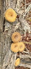 Lentinus berteroi