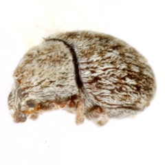 Trigonorhinus tomentosus
